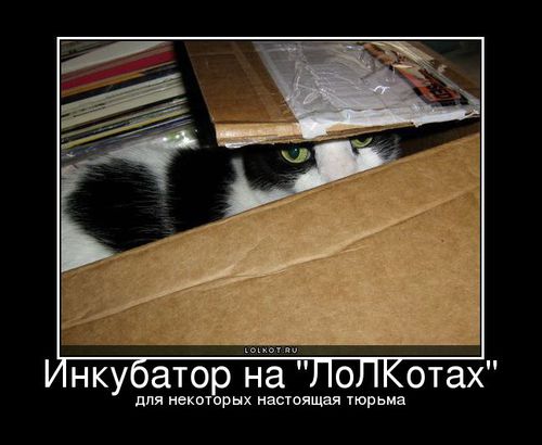 инкубатор на лолкотах