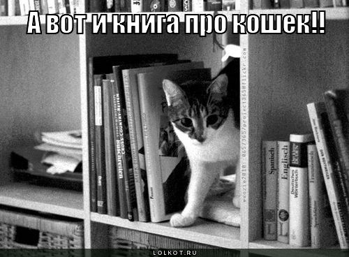 книга про кошек