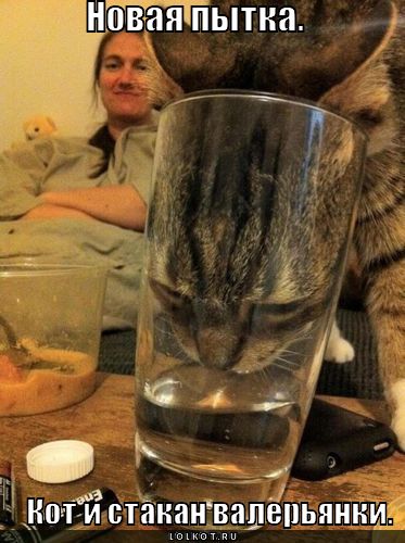кот и стакан валерьянки