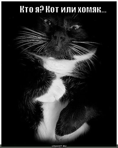 кот или хомяк