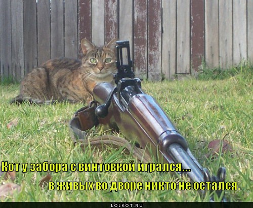 кот с винтовкой