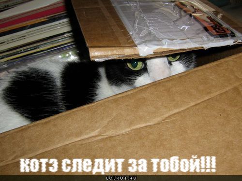 котэ следит за тобой