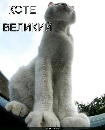 коте великий