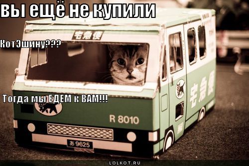 котэшина