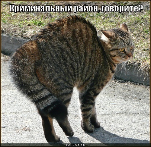 криминальный район