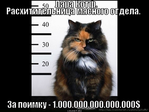 лара котф