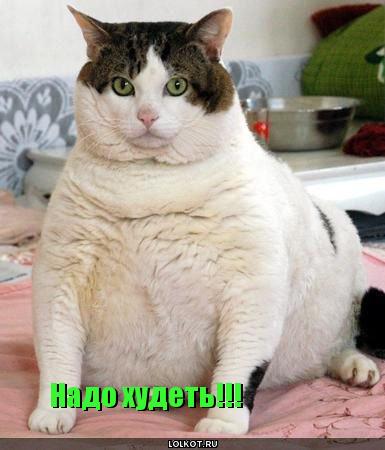 надо худеть!!!