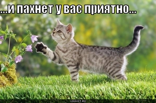 пахнет приятно