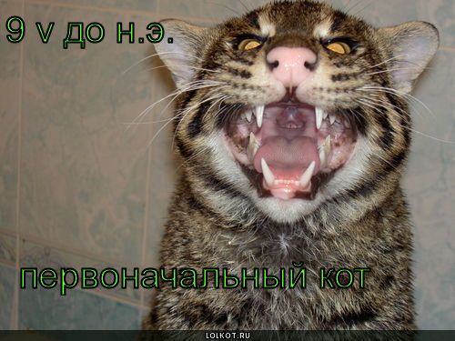 первоначальный кот