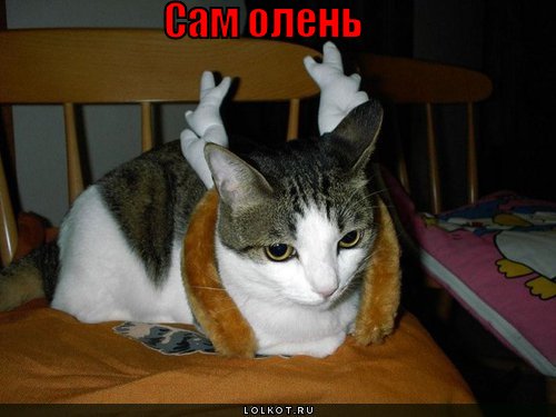 сам олень 