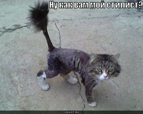 стилист