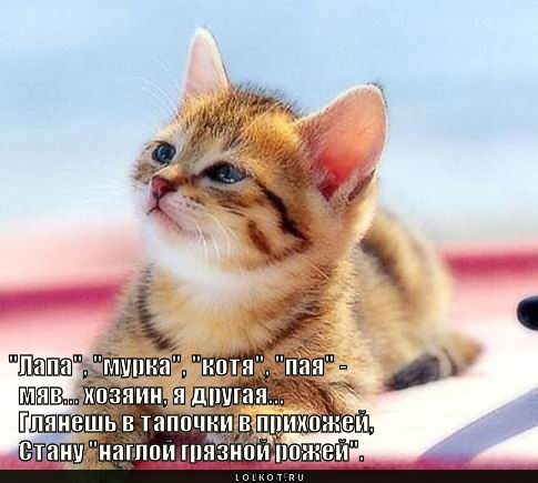 тапочки в прихожей