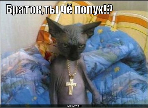 ты попух!?