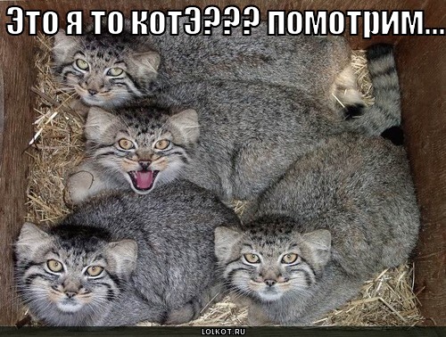 я котэ?