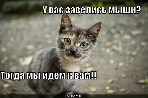 завелись мыши?