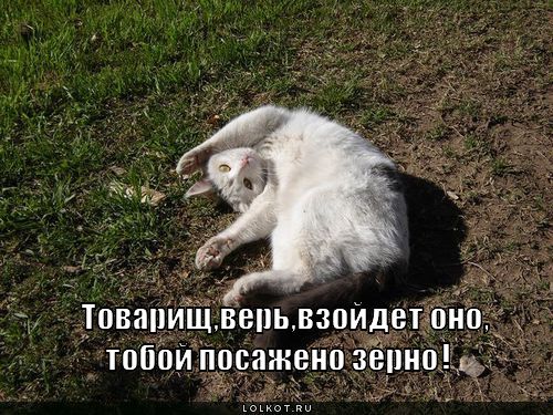 зерно