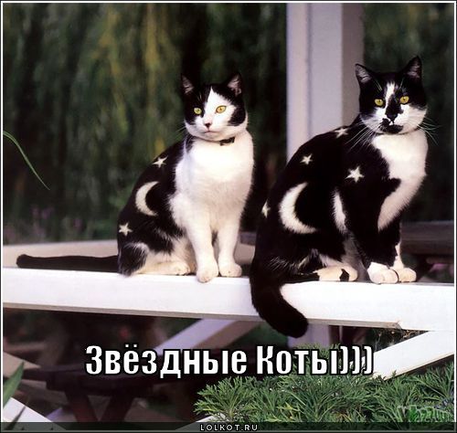 звёздные коты