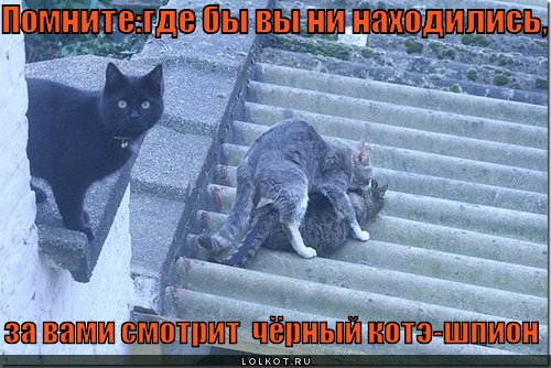 чёрный котэ-шпион