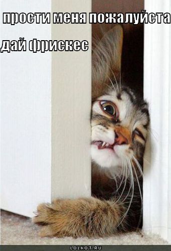 дай фрискес