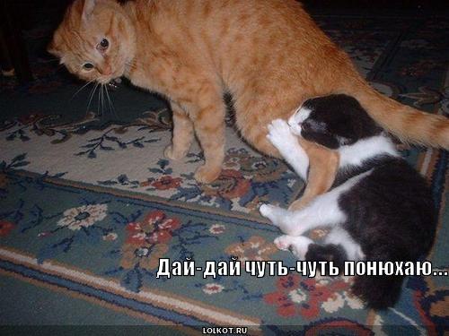 дай понюхаю