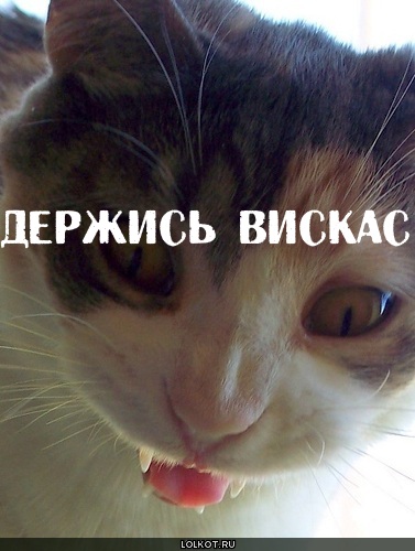 держись вискас!