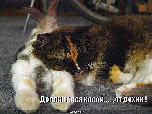 допрыгался косой