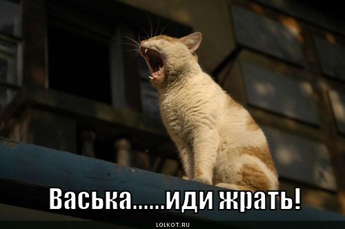 иди жрать!