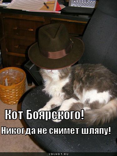 кот боярского