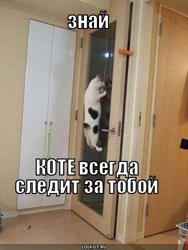 коте всегда следит