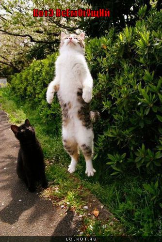 котэ всемогущий