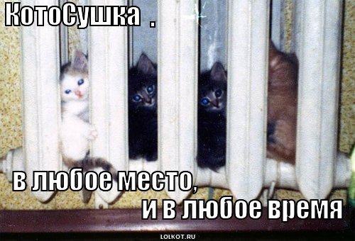 котосушка