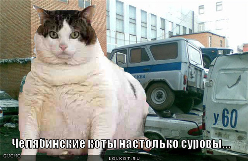 коты суровы