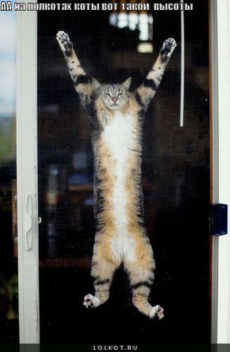 коты вот такой  высоты