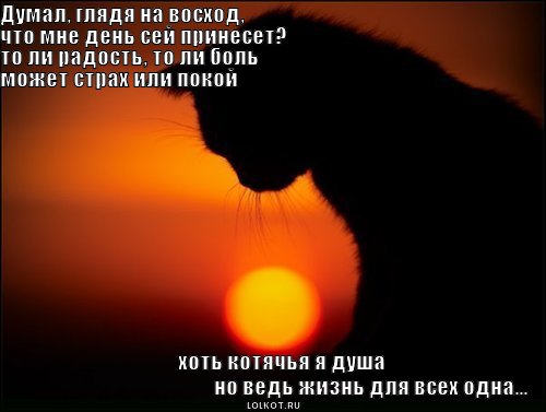 котячья душа