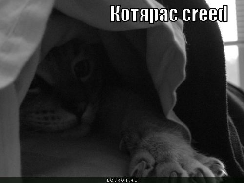 котярас creed