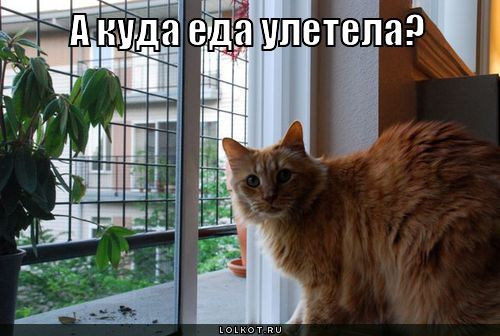куда еда улетела?