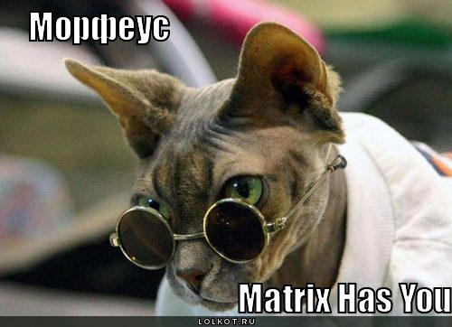 matrix has you
