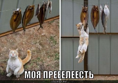моя прелесть