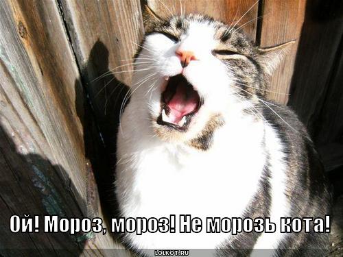 не морозь кота!