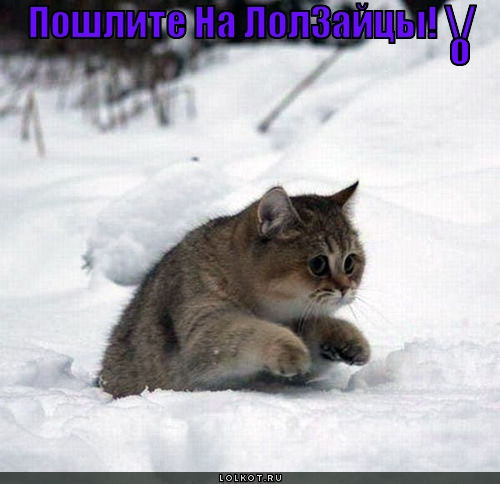 пошлите на лолзайцы!