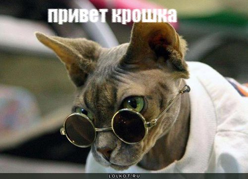 привет крошка