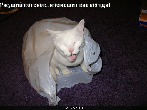 ржущий котёнок