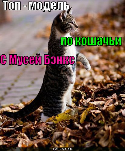 топ-модель по-кошачьи