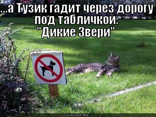 тузик гадит