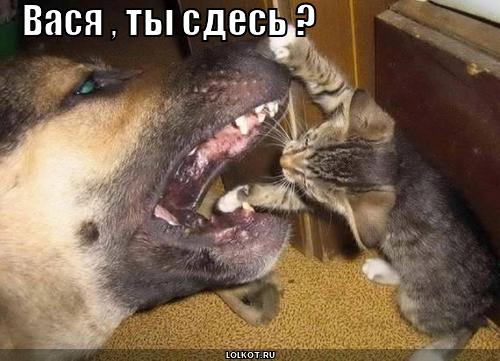 ты сдесь ?