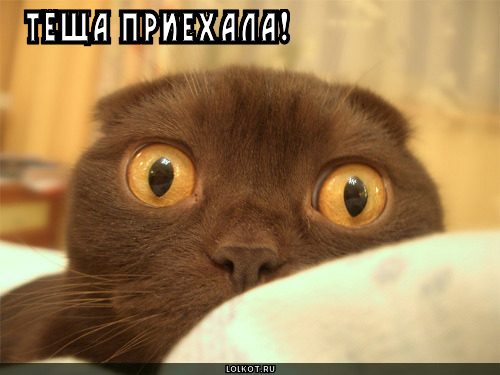 тёща приехала