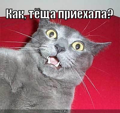 тёща приехала?