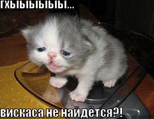 вискаса не найдётся?!