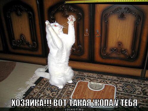 вот такая жопа