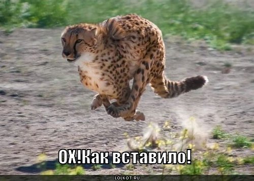 вставило